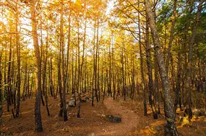 Early Morning Prints: A path through the Itshyrwat reserved forest in Shillong