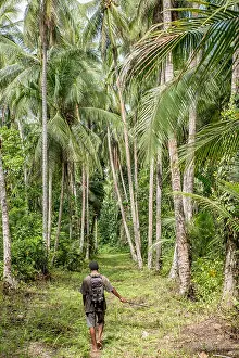 Papua New Guinea Prints: A path in the rainforest among high palm trees, Mushu Island, Papua New Guinea