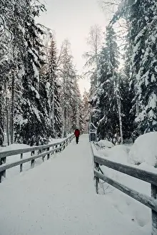 Boreal Prints: Path through snowy winter forest in wildlife park in Ranua, Lapland