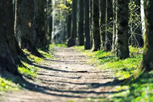 Forest Park Prints: Path in the spring park. Tree trunks in green grass in an oak alley
