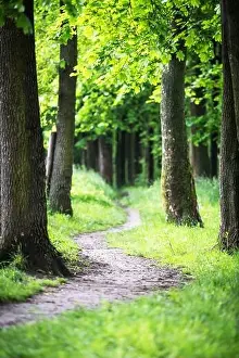 Path in the spring park. Tree trunks in green grass in an oak alley