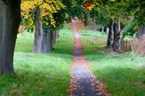Tree Leaf Prints: Path through trees