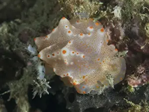 Molluscs Prints: A patterned nudibranch with orange dots
