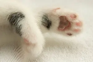 Napping Prints: Front paws of a kitten showing the pads of one paw