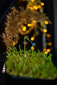 Superfood Prints: Pea microgreen sprouts close up. Love story