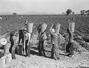 Farmworker Prints: Pea pickers line up on edge of field at weigh scale
