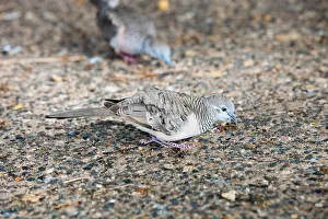 Dove Prints: Peaceful Doves (Geopelia striata) feeding on the promenade at Cairns