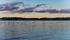 Peaceful fjord at dusk with flying birds and scenic shoreline in the background