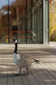 Contemplative Prints: Peaceful goose in seasonal fall park