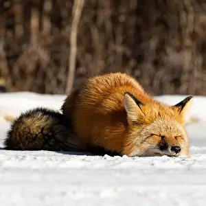 Vulpes Prints: A peaceful Red fox (Vulpes vulpes) sleeping in the snowy forest of Northern Canada