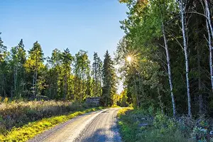 Autumn Foliage Prints: Peaceful rural road surrounded by tall trees with sun shining through branches