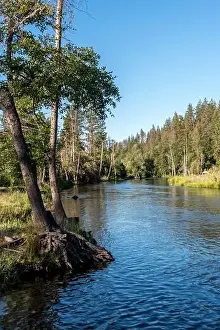 Fly Fishing Prints: Peaceful Trinity River flows at healthy level for fish through summer despite severe drought in California