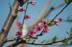 Calf Prints: Peach orchard with blooming flowers in Tarnab Agri farm