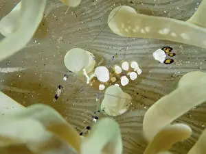 Pontoniinae Prints: Peacock anemone shrimp (Ancylocaris brevicarpalis) between the tentacles of a sea anemone