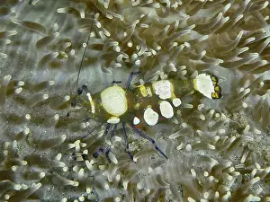 Bays Prints: Peacock anemone shrimp (Ancylocaris brevicarpalis) between the tentacles of a sea anemone