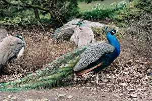 Cold Weather Prints: A peacock in Beacon Hill Park in Victoria, BC showing its brightly colored plumage