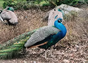 Cold Weather Prints: A peacock in Beacon Hill Park in Victoria, BC showing its brightly colored plumage