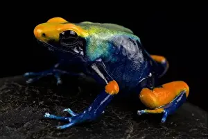Cold Blooded Prints: Peacock dart frog (dendrobates tinctorius) tumucumaque