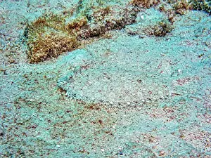 Sponges Prints: peacock flounder, Bothus mancus, also known as the flowery flounder