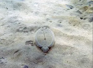 Baja California Prints: A Peacock Flounder (Bothus mancus) in the Caribbean Sea, Dominica