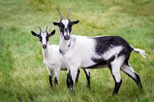Ruminant Prints: Two peacock goats on a pasture (Pfauenziege)