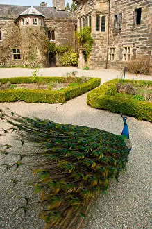 Peacock Prints: Peacock in the grounds of Gwydir Castle, a medieval manor house nr Llanrwst North Wales