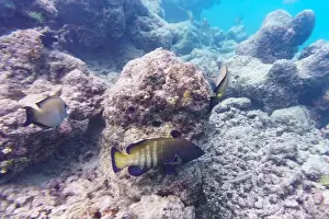 Red Sea Prints: Peacock hind, Cephalopholis argus