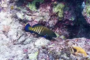 Red Sea Prints: Peacock hind, Cephalopholis argus
