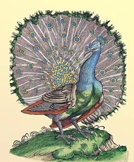 Natural History Collection: Peacock, Historiae Animalium, 16th Century