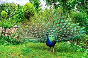 Long Neck Prints: Peacock in natural conditions. One can see a beautiful bird coloring