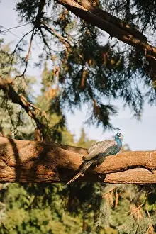 Contemplative Prints: A peacock perched on a tree branch in a peaceful forest setting