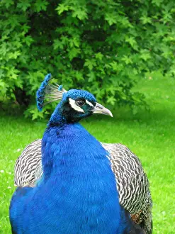 Vanity Prints: peacock Pfau