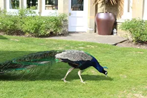Large Bird Prints: Peacock walking by a house