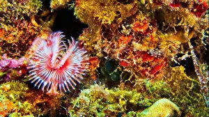The Nature Conservancy Prints: Peacock Worm, Serpula vermicularis