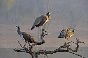 Stark Prints: Peafowl perched on dead tree trunk in lake