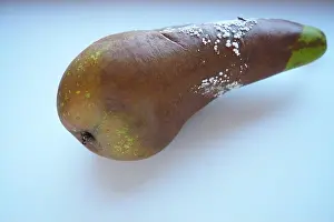 Litter Prints: The pear became moldy. A mold or mould