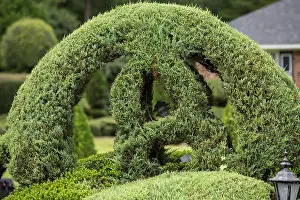 South Carolina Prints: Pearl Fryar without any horticultural experience turned discarded plants into an amazing topiary wonderland in his