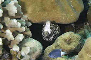 Outdoor Shots Prints: Pearl moray eel, white-mouthed moray eel (Gymnothorax meleagris) with open mouth between corals