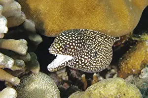 Outdoor Shots Prints: Pearl moray eel, white-mouthed moray eel (Gymnothorax meleagris) with open mouth between corals