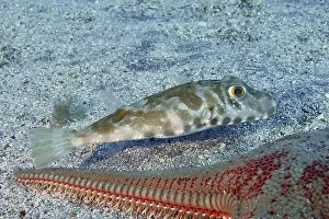 Echinoderm Prints: Pearled pufferfish (Sphoeroides spengleri) swimming next to a starfish on a sandy seabed