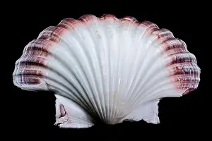 Ribbed Prints: Pecten jacobaeus scallop shell on black background