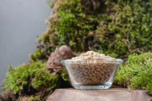 Pine Cone Prints: Peeled pine nuts in a glass bowl on a natural background