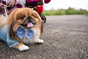 Cute Dog Prints: A pekingese dog