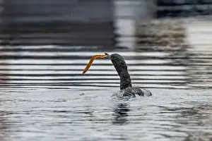 Cormorant Prints: Pelagic Cormorant with Saddleback Gunnel in bill