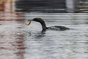 Cormorant Prints: Pelagic Cormorant with Saddleback Gunnel in bill