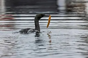 Cormorant Prints: Pelagic Cormorant with Saddleback Gunnel in bill