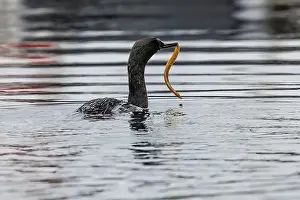 Cormorant Prints: Pelagic Cormorant with Saddleback Gunnel in bill