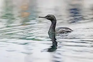 Cormorant Prints: Pelagic Cormorant, Urile pelagicus