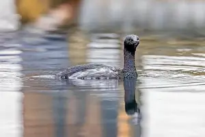 Cormorant Prints: Pelagic Cormorant, Urile pelagicus