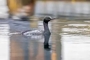 Cormorant Prints: Pelagic Cormorant, Urile pelagicus